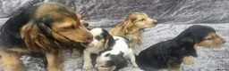 Cocker Spaniel dogs for sale: Show type cocker spaniel puppies stynning in Bolton - Advert 2