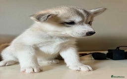 Siberian Husky dogs for sale: Siberian husky  - Image 7