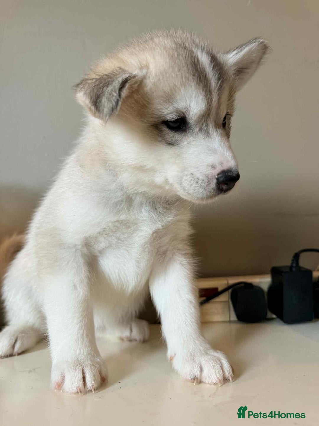 Siberian Husky dogs for sale: Siberian husky  - Image 7