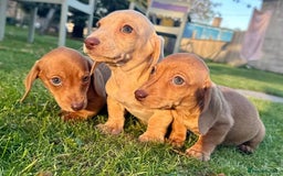 Miniature Dachshund dogs for sale: Stunning miniature dash’s  - Image 8