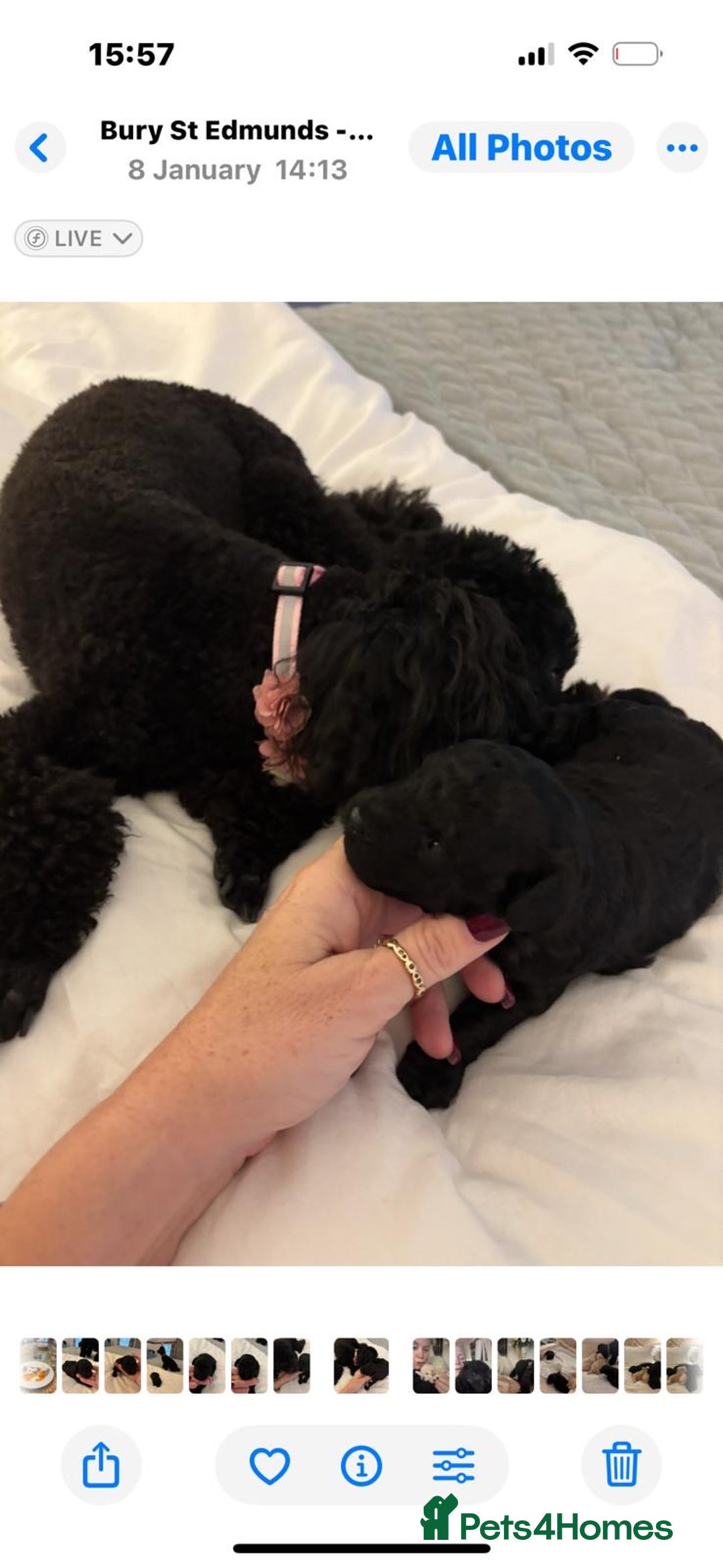 Poochon dogs for sale: Toy poodle pochons - Advert 8