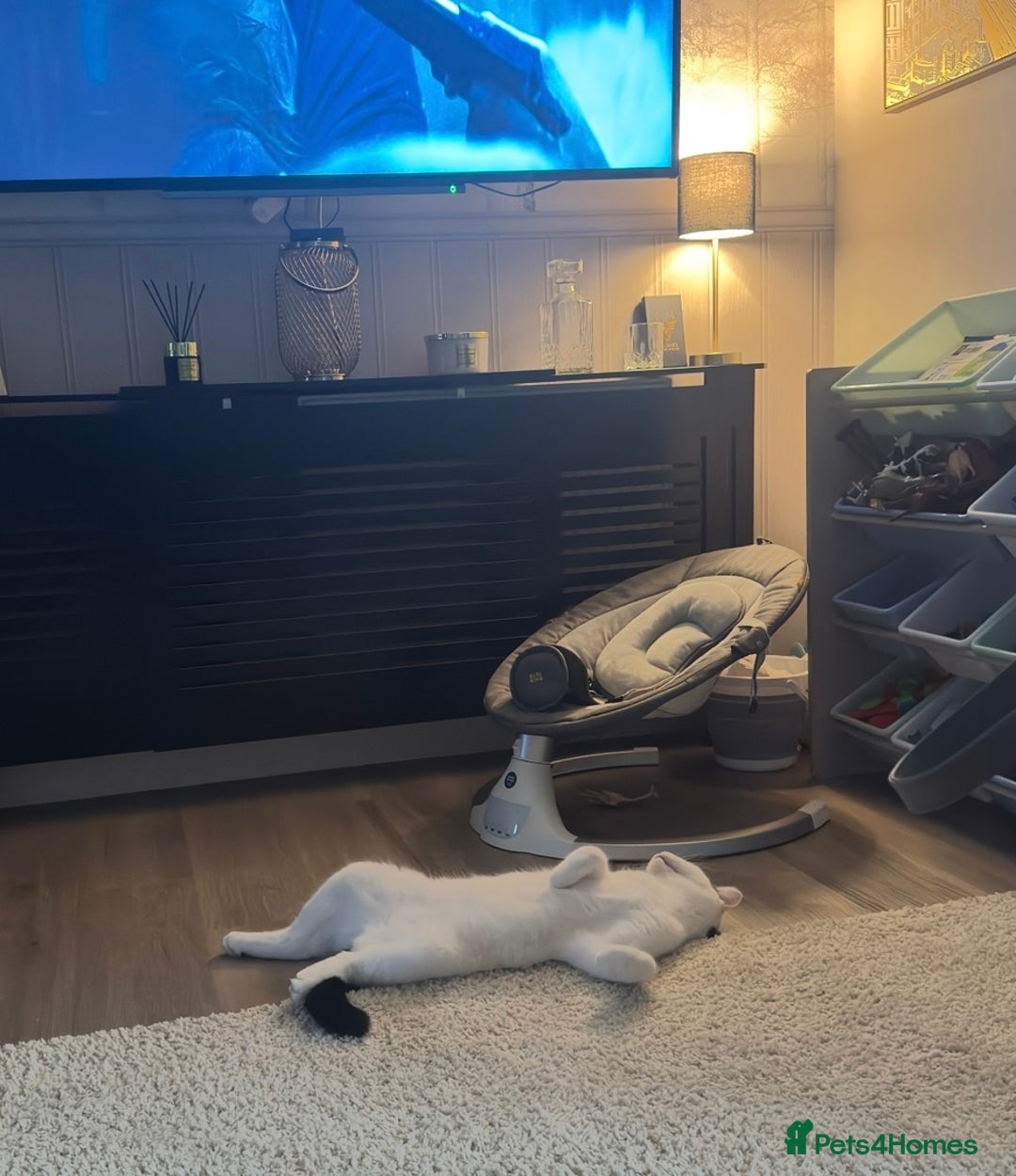 Mixed Breed cats for sale: Masiy and Milo (brother and sister)  - Advert 8