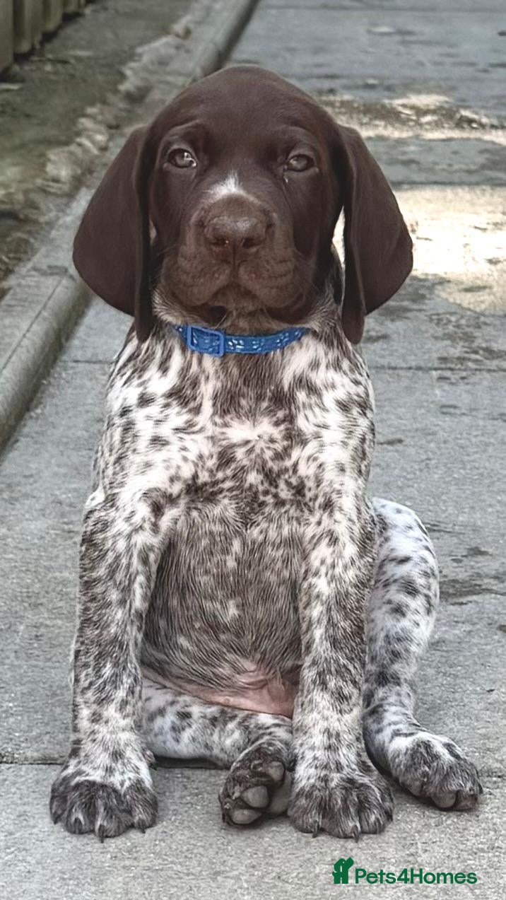 German Shorthaired Pointer dogs Stunning German Shorthaired Pointer Pups KC Reg'd - Advert 12