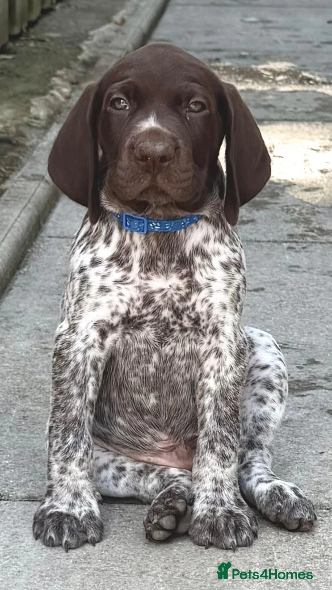 German Shorthaired Pointer dogs for sale: Stunning German Shorthaired Pointer Pups KC Reg'd - Advert 1