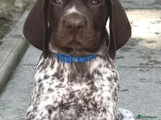 German Shorthaired Pointer dogs Stunning German Shorthaired Pointer Pups KC Reg'd - Advert 1