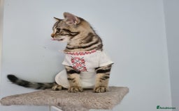 Scottish Fold cats for sale: Urgent sale of Scottish Fold kitten in London - Image 12