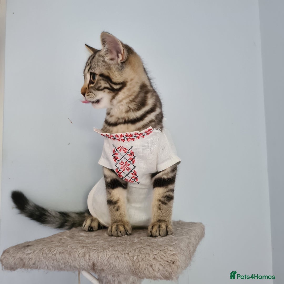 Scottish Fold cats for sale: Urgent sale of Scottish Fold kitten in London - Image 12