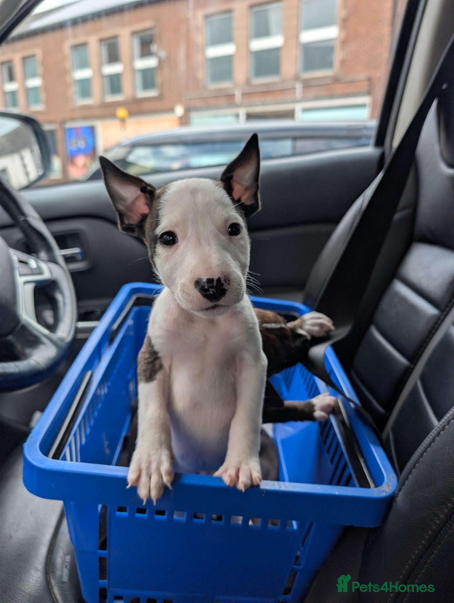 Mixed Breed dogs 8 staffy x English bull terrier puppies - Advert 1