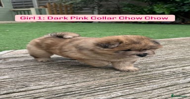 Chow Chow dogs - Advert 13