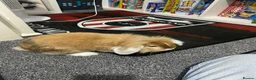 Mini Lop rabbits for sale: Mini lop Rabbit *Boy* 6 months old - Advert 4