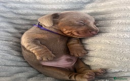 Miniature Dachshund dogs for sale: 🖤🐶Beautiful Miniature Dachshund Puppies🖤🐶!! - Image 16