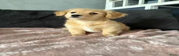 Mixed Breed dogs for sale: 💖 Mini Dachsund x Pomeranian Puppies 💙 - Advert 12