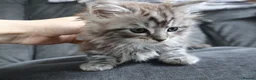 Maine Coon cats for sale: Maine Coon Cross Kittens - Fluffy Grey in Manchester - Advert 8