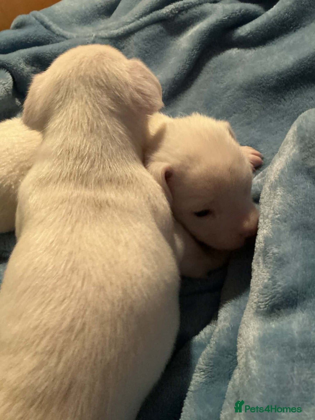 Mixed Breed dogs for sale: Two male Jack RussellX Chioua  - Advert 5