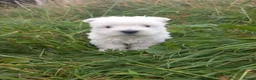 West Highland Terrier dogs for sale: Wonderful West Highland White Terrier Girl Puppy - Advert 5