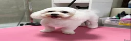Bichon Frise dogs for sale: BICHON FRISE - GIRL - Advert 12
