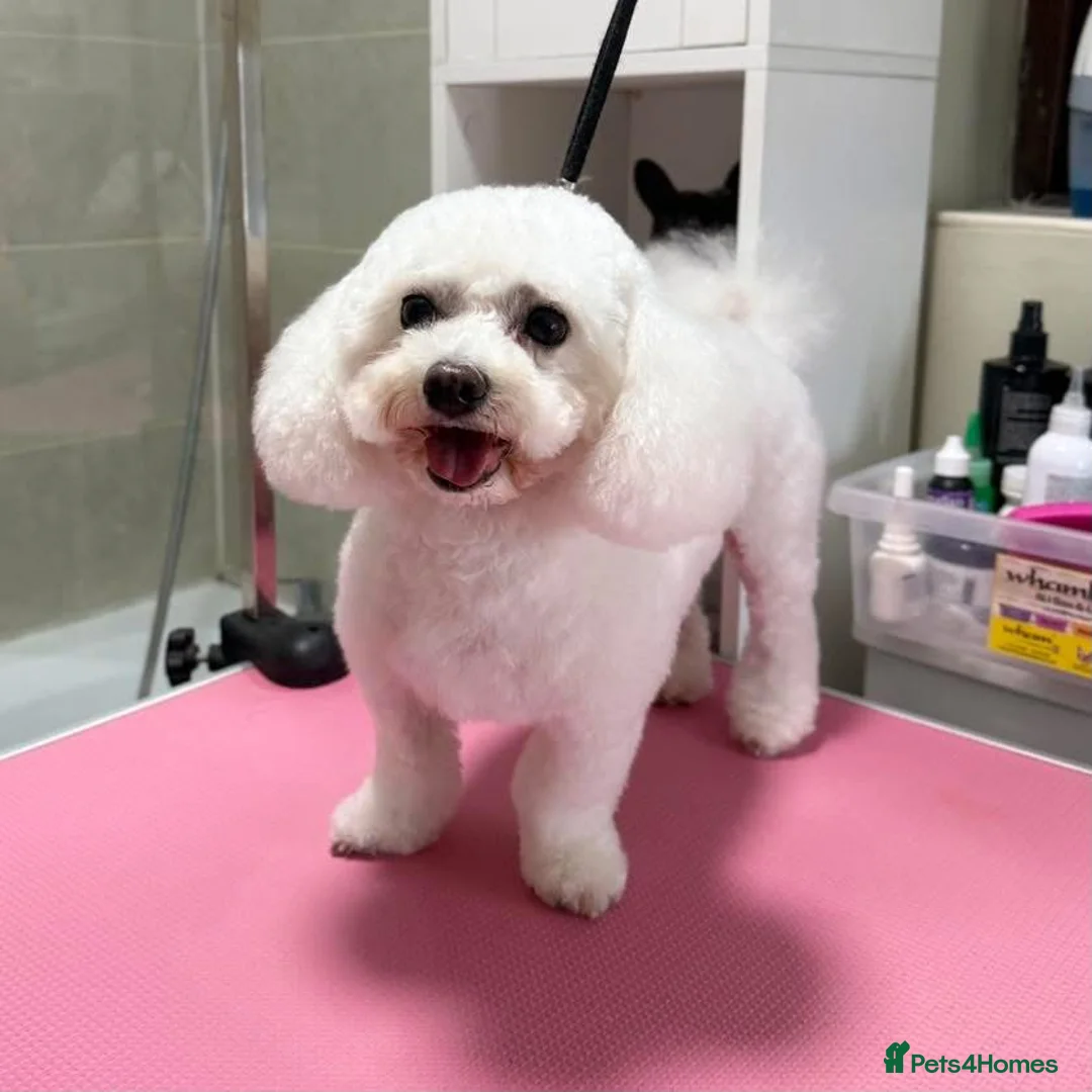 Bichon Frise dogs for sale: BICHON FRISE - GIRL - Advert 12