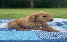 Australian Labradoodle dogs for sale: Australian Labradoodle puppies  - Image 15