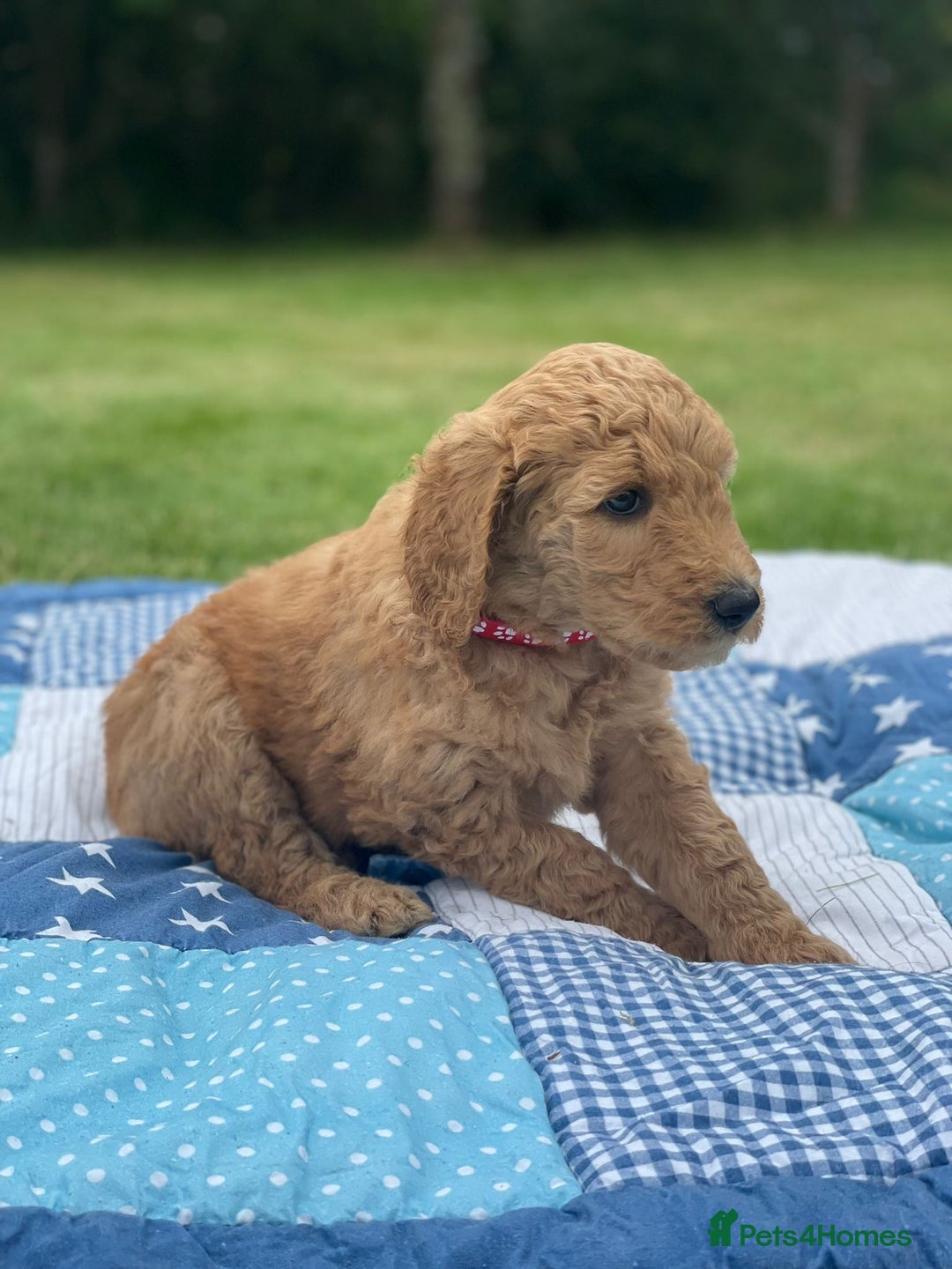 Australian Labradoodle dogs for sale: Australian Labradoodle puppies  - Image 15