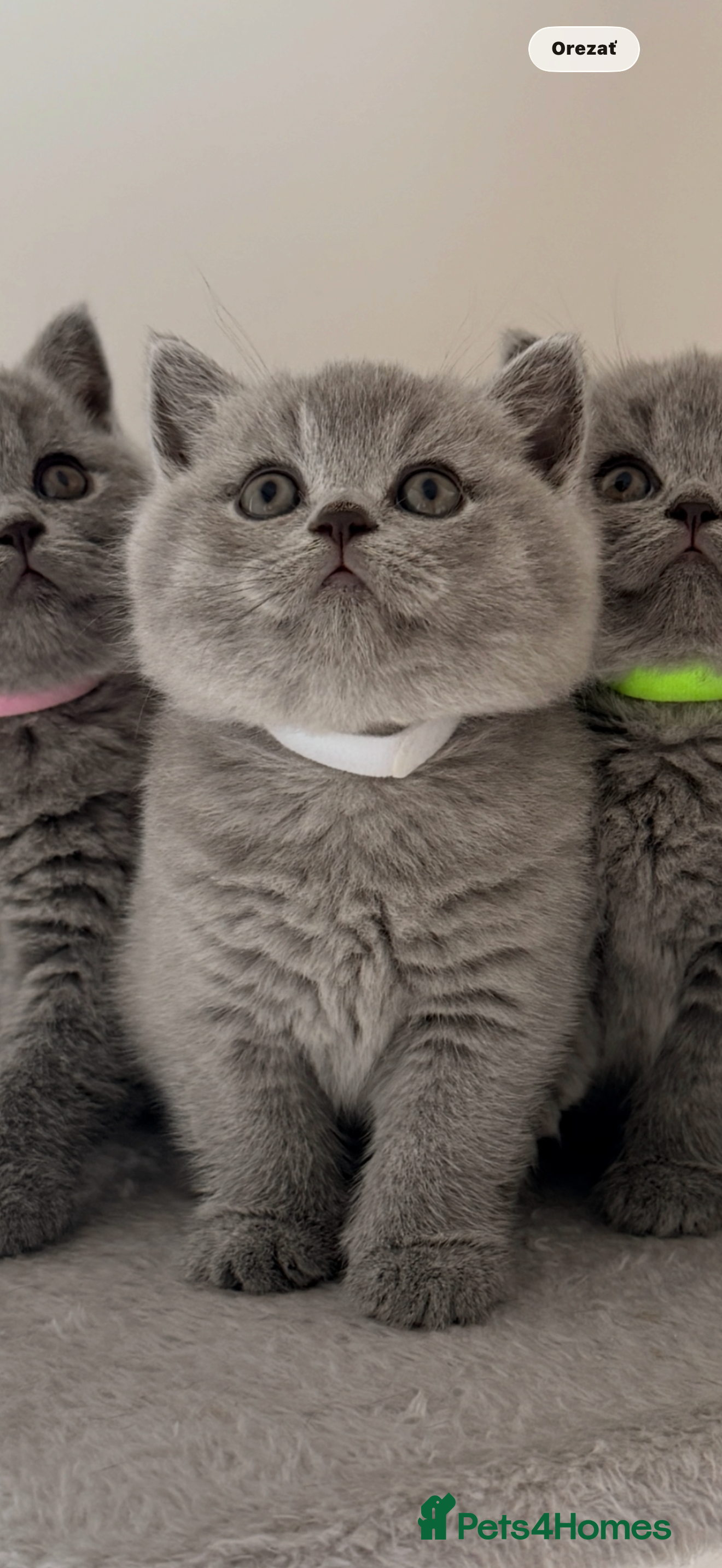 British Shorthair cats 👑 Stunning British Shorthair Kittens with GCCF 🐾 - Advert 2