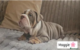 English Bulldog dogs for sale: Outstanding KC English Bulldogs, Top Quality Pups - Image 28