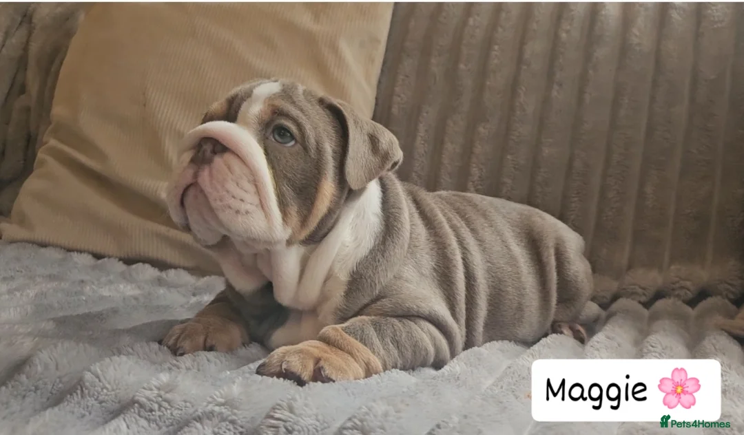 English Bulldog dogs for sale: Outstanding KC English Bulldogs, Top Quality Pups - Image 28