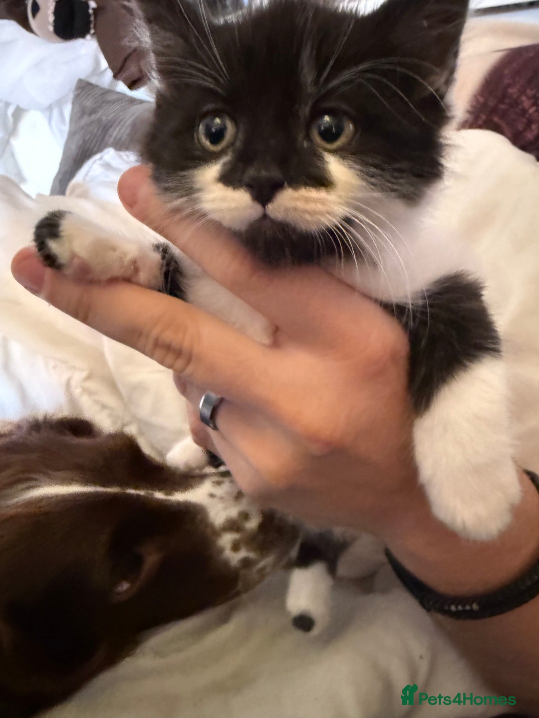 British Longhair cats for sale: Fluffy beautiful kitties  - Image 15