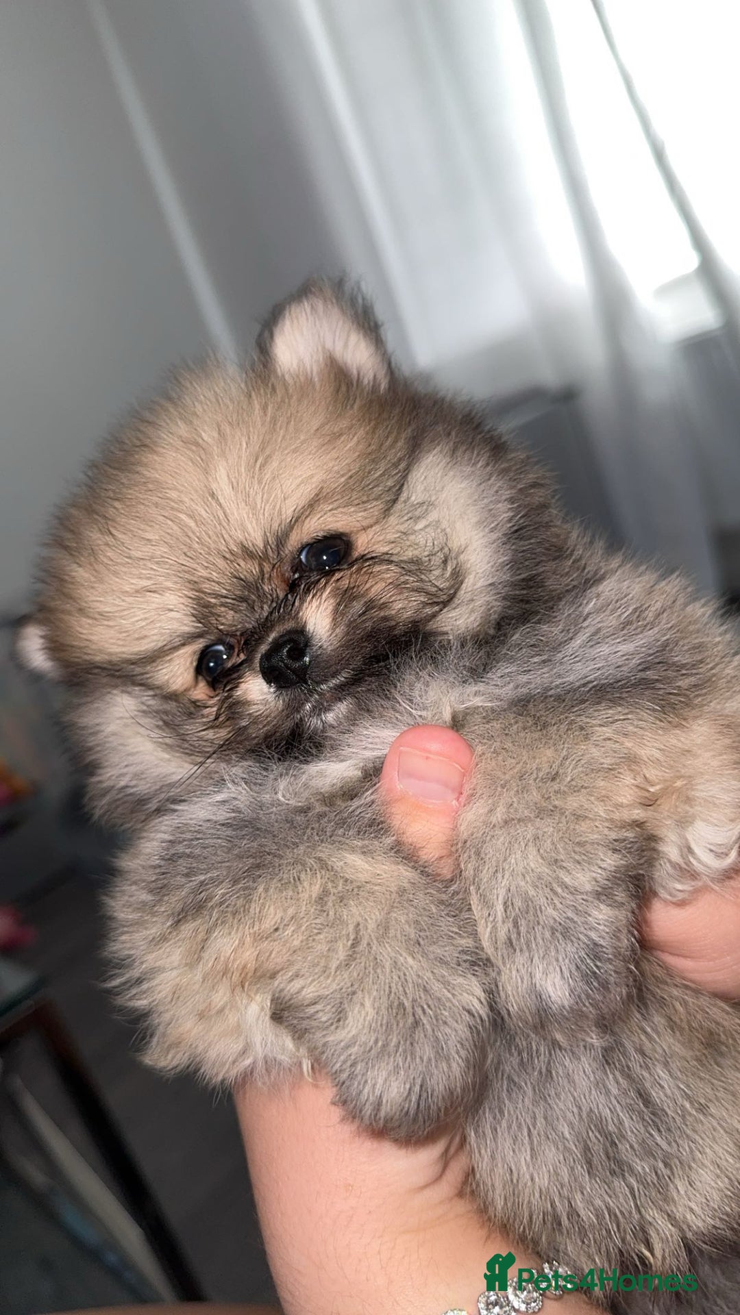 Pomeranian dogs for sale: REDUCED!, last Pomeranian girl🎀🌸 - Image 13