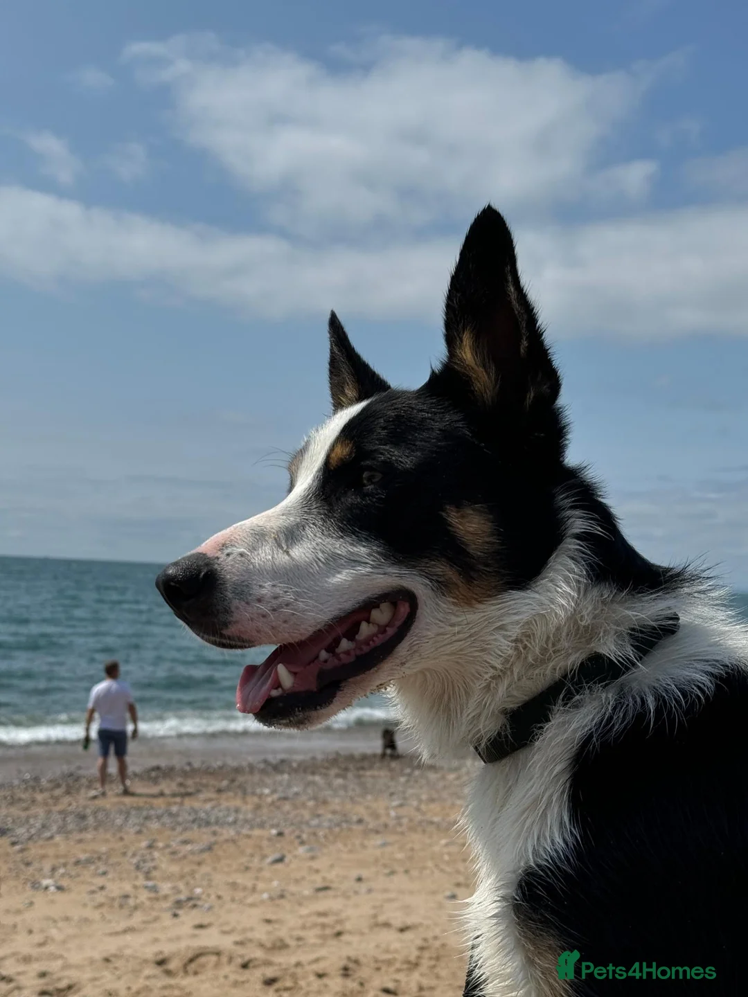 Border Collie dogs for sale: Loving Home Wanted for Tricolour Border Collie in Haywards Heath - Advert 2