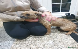 Border Terrier dogs for sale: 3yr old Female Border Terrier  - Advert 9