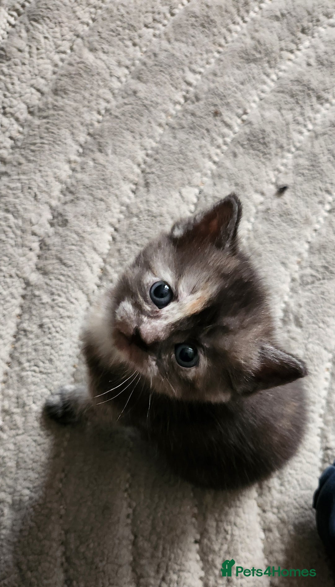 Mixed Breed cats for sale: Half maincoon half domestic tom - Image 7
