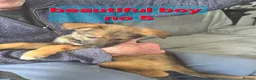 Mixed Breed dogs for sale: GERMAN SHEAPARD X ALASKAN MALAMUTE - Advert 5
