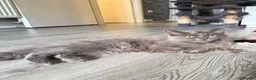 Ragdoll cats for sale: Ragdol British shorthair  in Preston - Advert 4