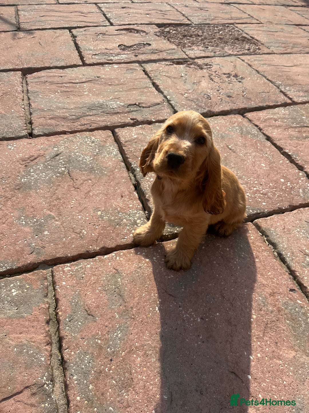 Cocker Spaniel dogs for sale: Kc reg show cockers READY TO LEAVE NOW 1 BOY LEFT - Image 3