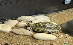 Tortoise reptiles for sale: Horsefield Tortoise  - Image 1