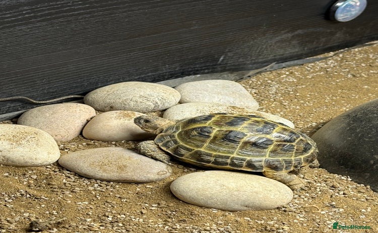 Tortoise reptiles - Advert 1