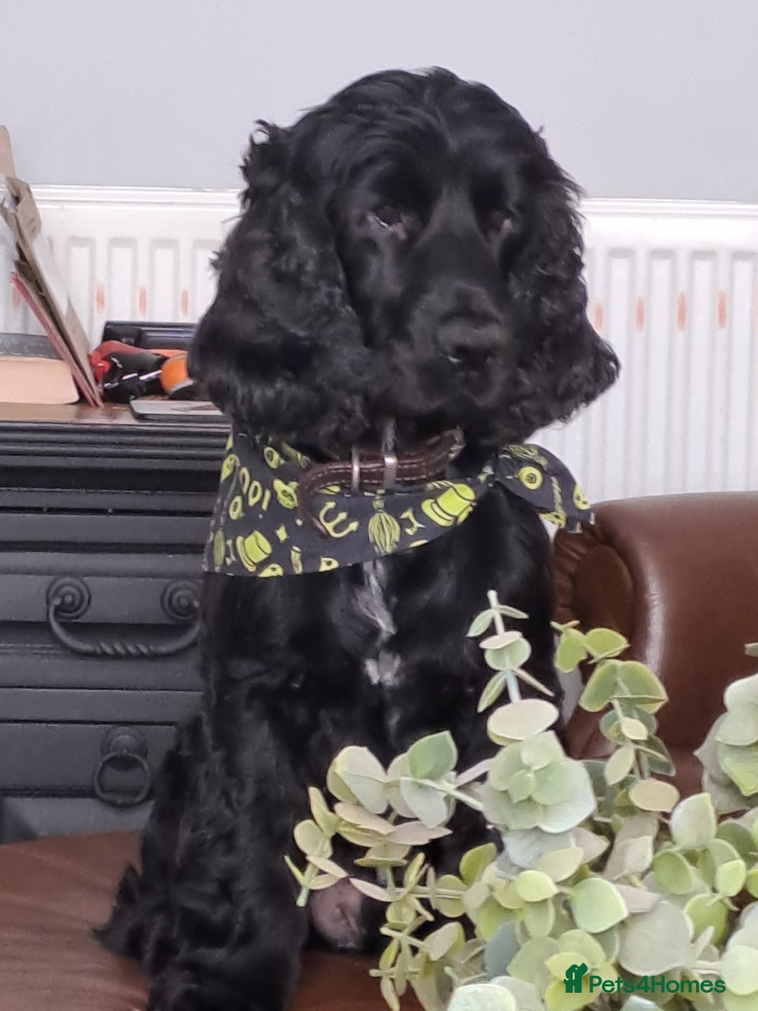 Cocker Spaniel dogs for sale: Cocker spaniel pups - Advert 3