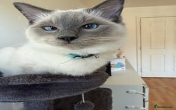Ragdoll cats for sale: Ragdoll Kittens Looking for Their Forever Homes  - Image 14