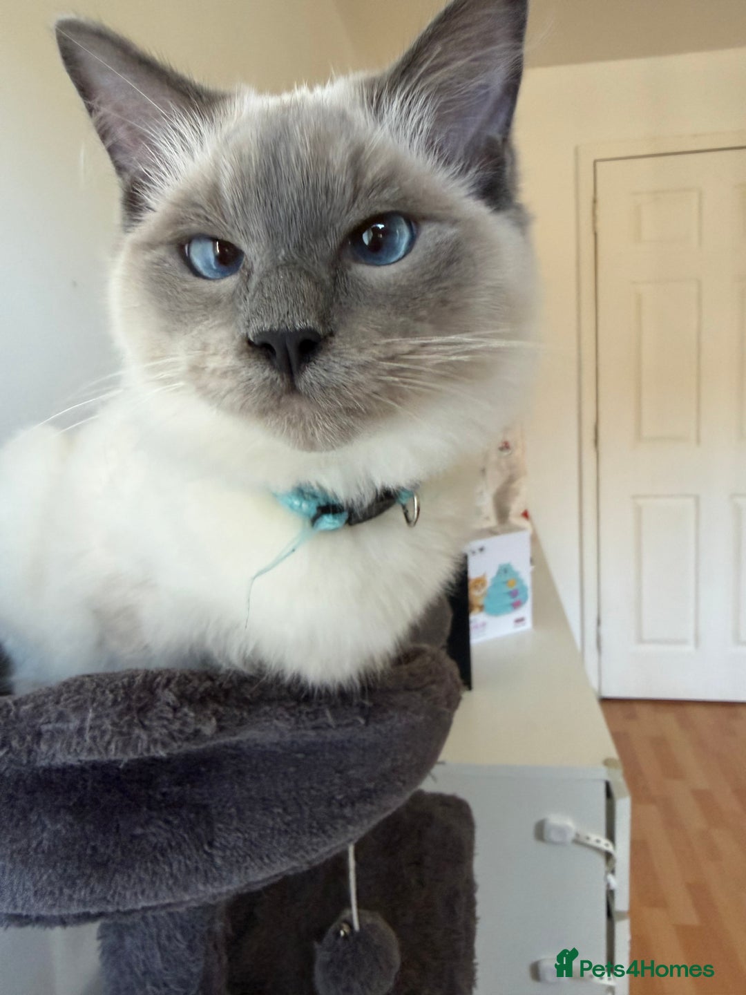 Ragdoll cats for sale: Ragdoll Kittens Looking for Their Forever Homes  - Image 14