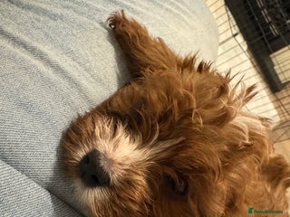 Mixed Breed dogs Cavapoo puppies Health checked parents - Advert 18
