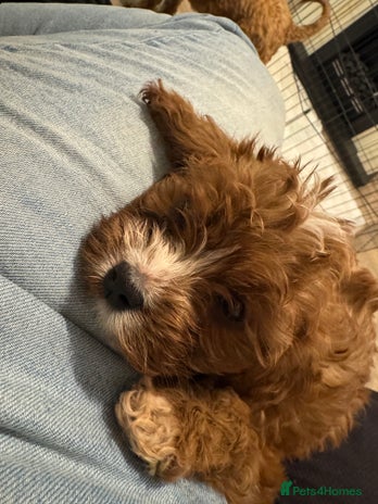 Mixed Breed dogs Cavapoo puppies Health checked parents - Advert 12