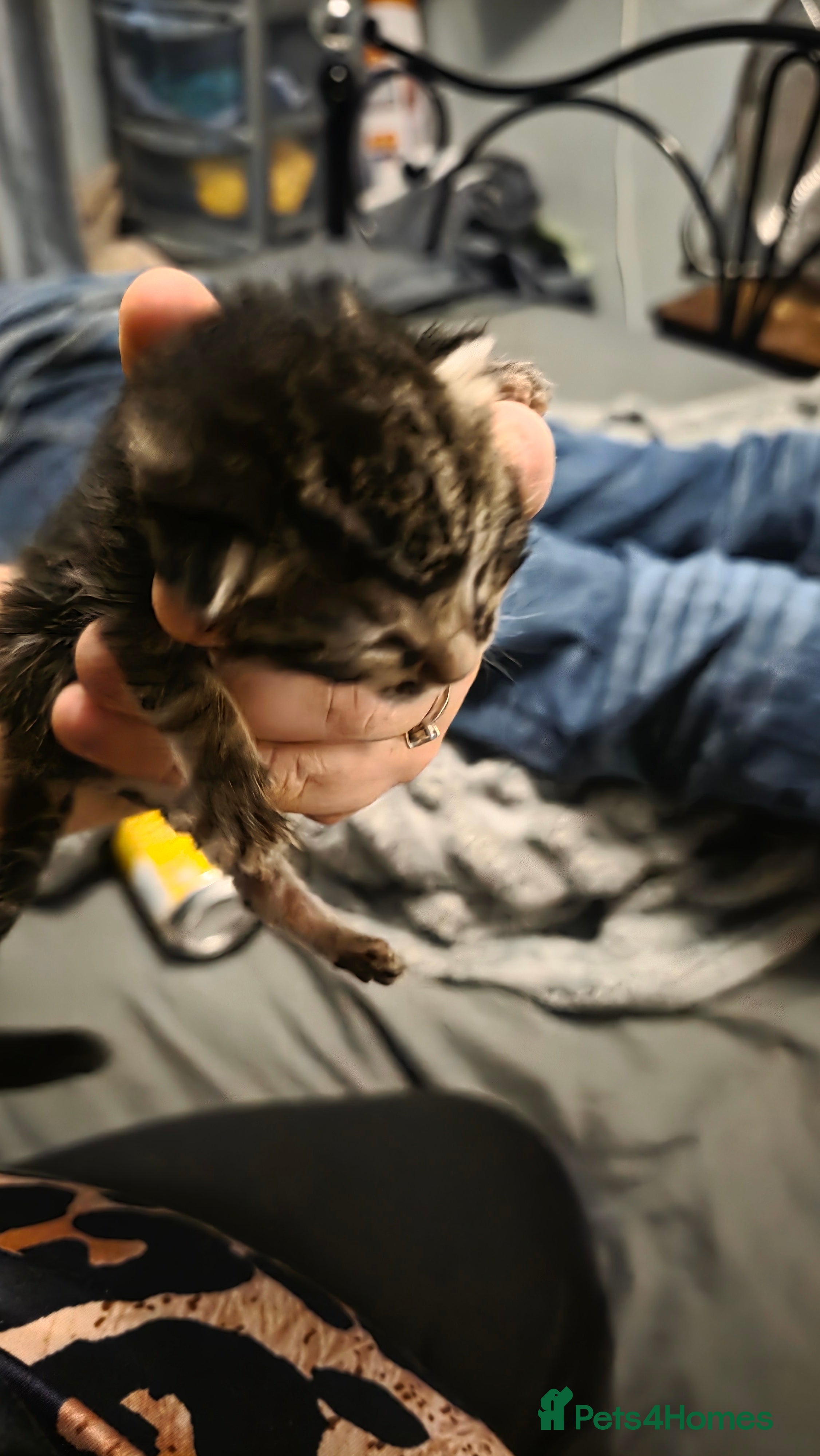 Savannah cats Savannah X Domestic kittens - Advert 7