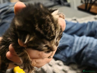 Savannah cats Savannah X Domestic kittens - Advert 7