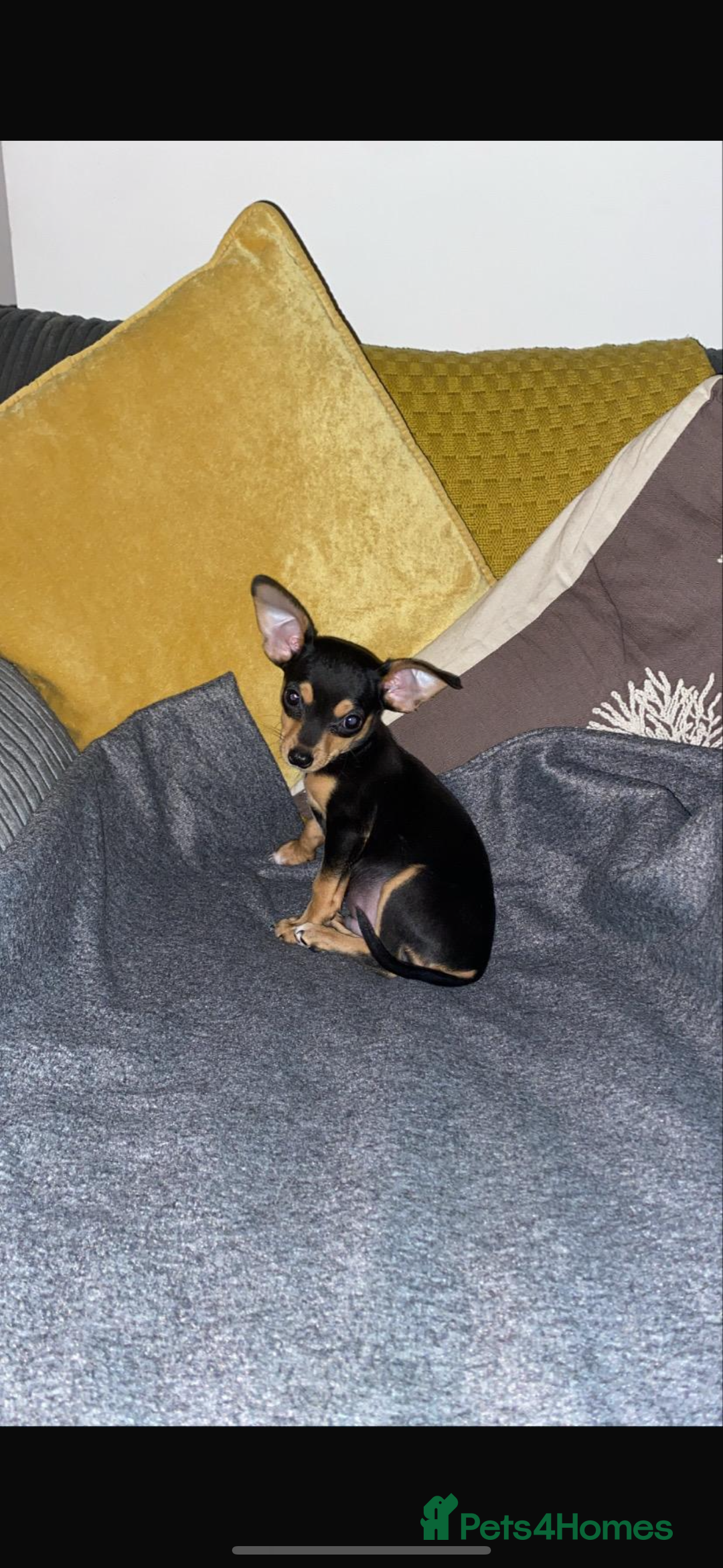 Jack Russell dogs for stud: Chihuahua cross jack russel  - Image 3