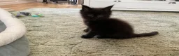 Maine Coon cats for sale: Maine Coon Kittens 2 males  - Advert 5