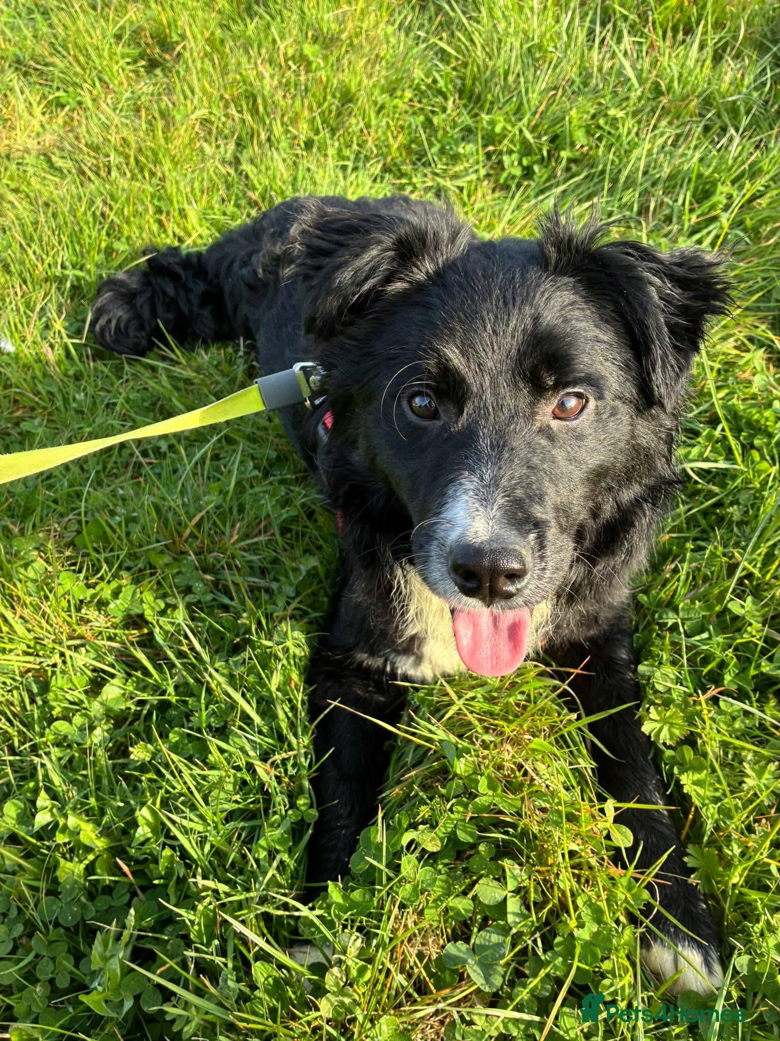 Mixed Breed dogs Whiskey for adoption - Advert 1