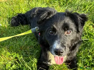 Mixed Breed dogs Whiskey for adoption - Advert 1