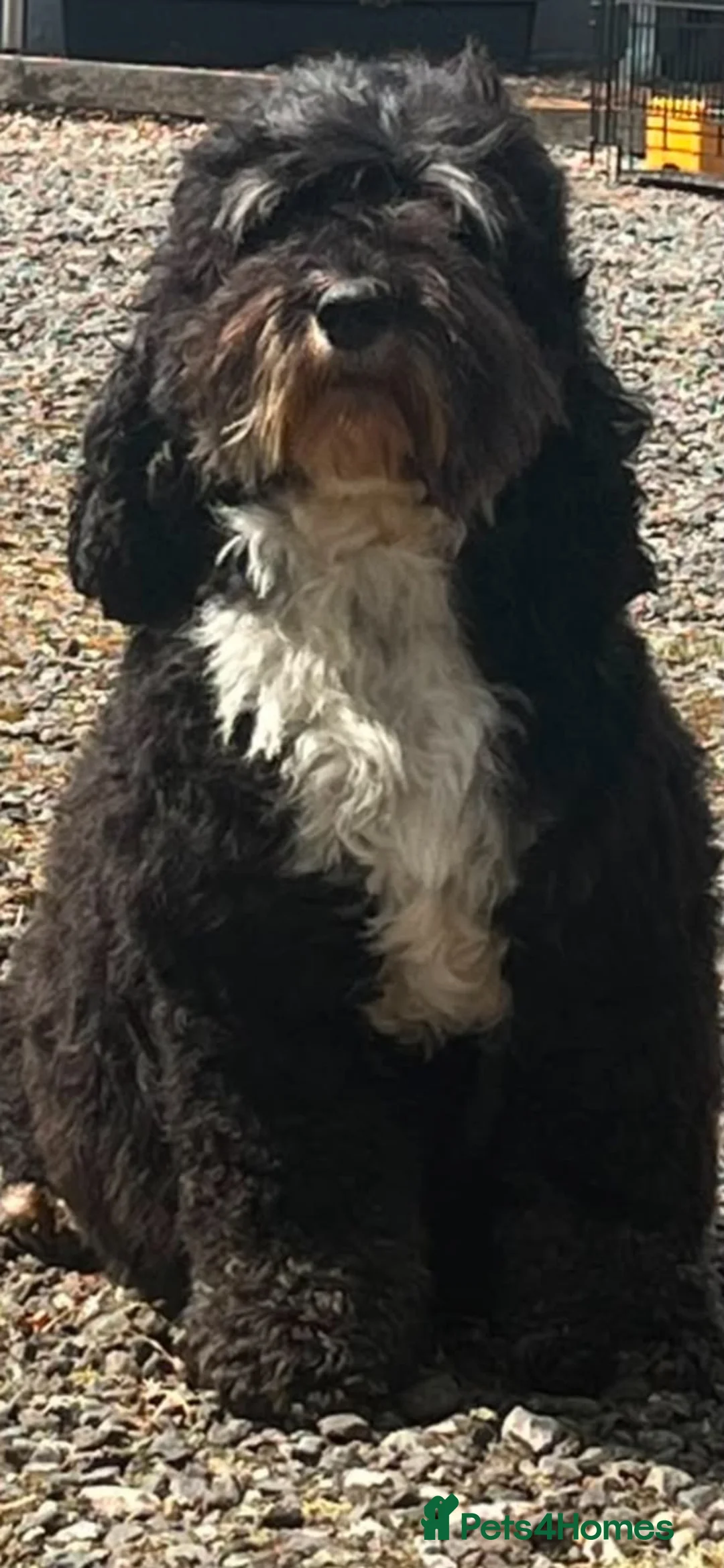 Cockapoo dogs for sale: F1bCockapoos 5 star  licenced premises  - Advert 11