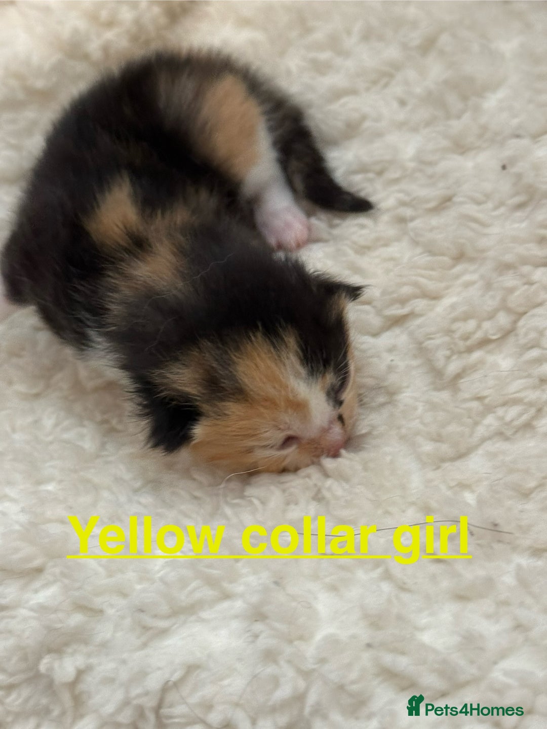 Domestic Shorthair cats for sale: 8 Bundles of joy - Image 16