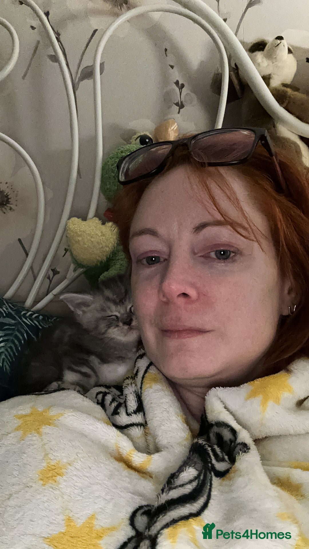 Maine Coon cats for sale: Purebred Maine Coon Stunning Kittens - Advert 14